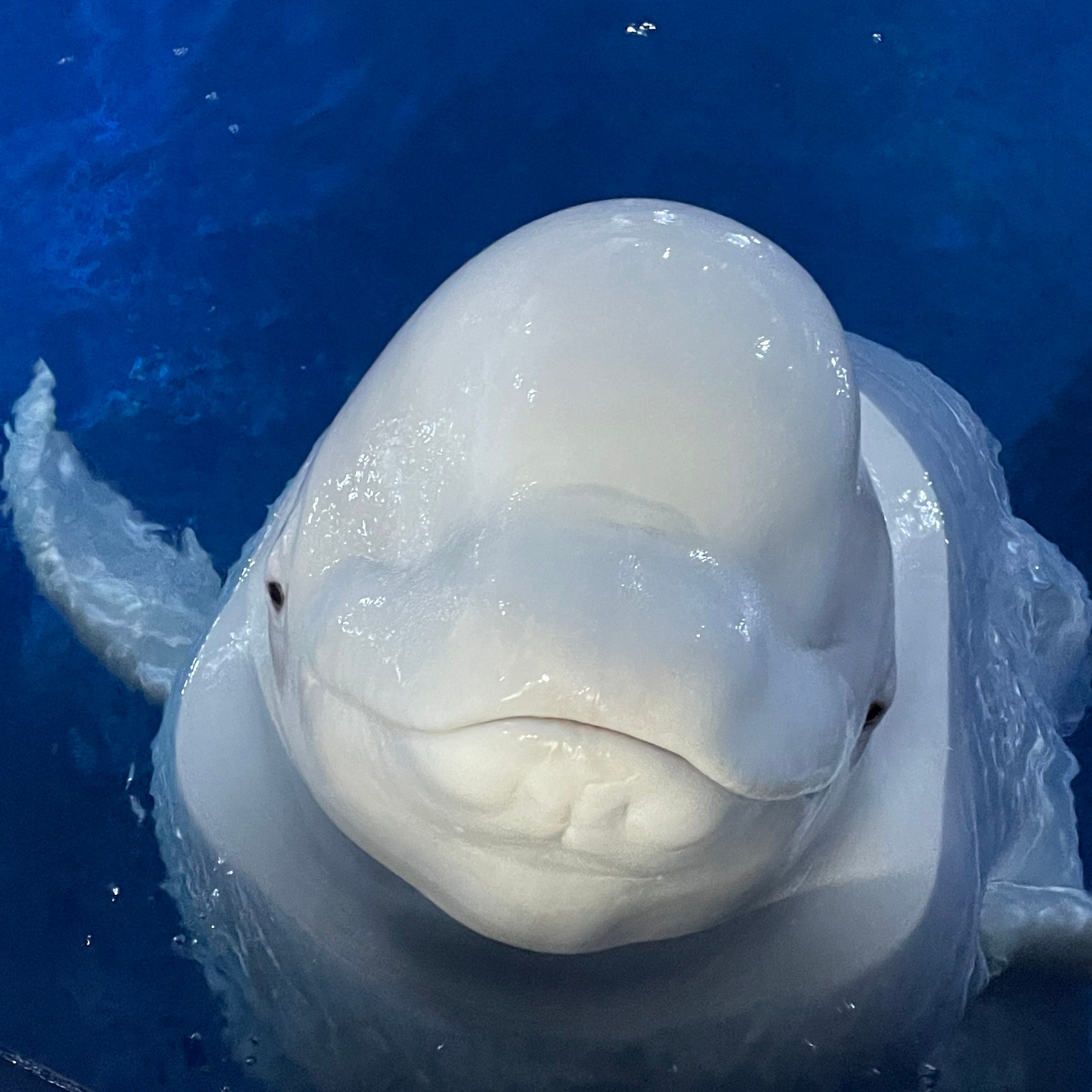 beluga whale wallpaper