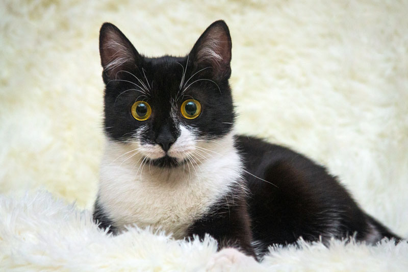 zverikivdar's tweet image. #Москва
Ищу дом красавице кошке с невероятными глазами - зовут Пузико. 🐱
Девочке чуть меньше года, здорова, от паразитов обработана, стерилизована.
Ходит в лоточек с наполнителем.
Очень любит внимание и почесушки. Игрунья.
Отдаю в дар ответственным людям.
☎️8-985-511-29-33 Дарья