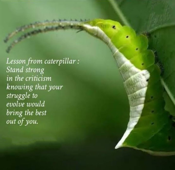 AnitaNa41783203's tweet photo. 🦋 The Task ahead of you is never as great as the Power within you!! https://t.co/O5YkLnRsA5