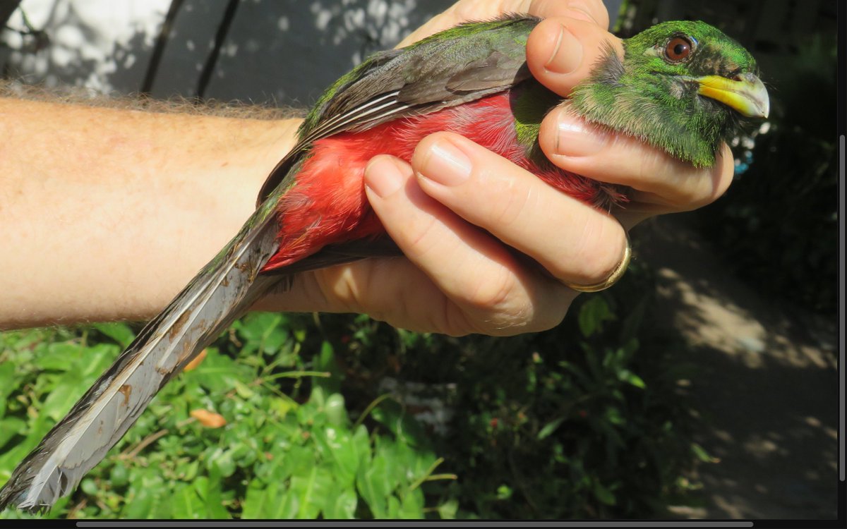 We ringed this bird for the FIRST time here at Mwamba! And this time, we want to hear from you. Have you ever seen or ringed this bird before? What is its name?
#birdringing #ringing #birds #conservation