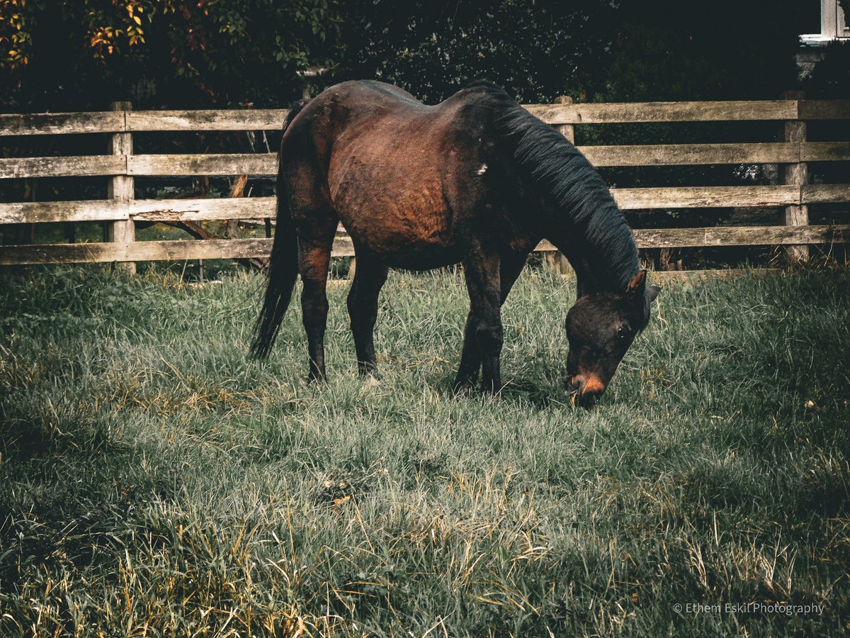 EthemEskil's tweet photo. Grazing Brown Horse
Support me: https://t.co/sVdhM4aWoU
#Photography #Outdoors #Horse #Fence #Animal #Farm #RuralScene #Tree #DomesticAnimals #Nature #Day #Livestock #Standing #animalthemes #mammal #oneanimal #grass #animalwildlife #pet #plant #field #mareland #stallion https://t.co/MrC22AG40E