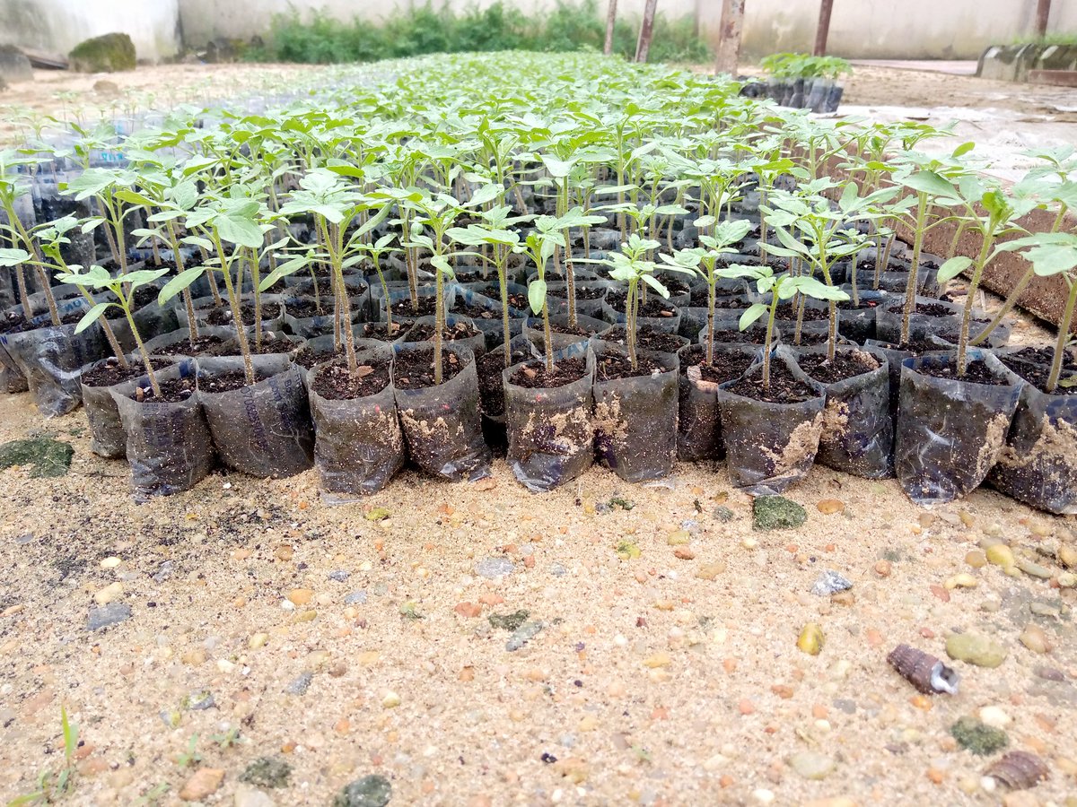 bebienang1's tweet photo. #pepper &amp; #tomato in flower pot.

We have seedlings for sale and we are located in Akwa Ibom State delivery is Nationwide ☺️

@sarnchos
@Nig_Farmer
@romeocza
@Biggavelli6
@IdongesitUduehe
@Aernorr
@eden_ime
@HisMixed
@UbongEkpai
#garden
#farm
#foodsecurity 
#SDGs https://t.co/nkTYkvUQGW