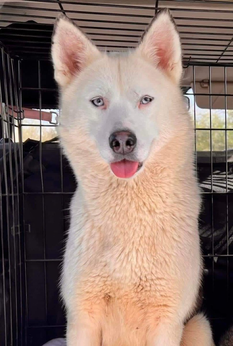 Libby is looking for a forever home 

This beautiful girl will require a calm and patient home who is willing to continue building her confidence. 

To find out more and register your interest in giving Libby a forever home please click the link below - 

8belowhuskyrescue.org/our-dogs/libby…