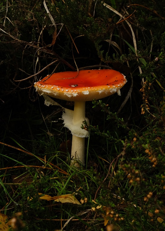 🍄 #FungiFriday 🍄🙌 #nature #NaturePhotography #fungilove