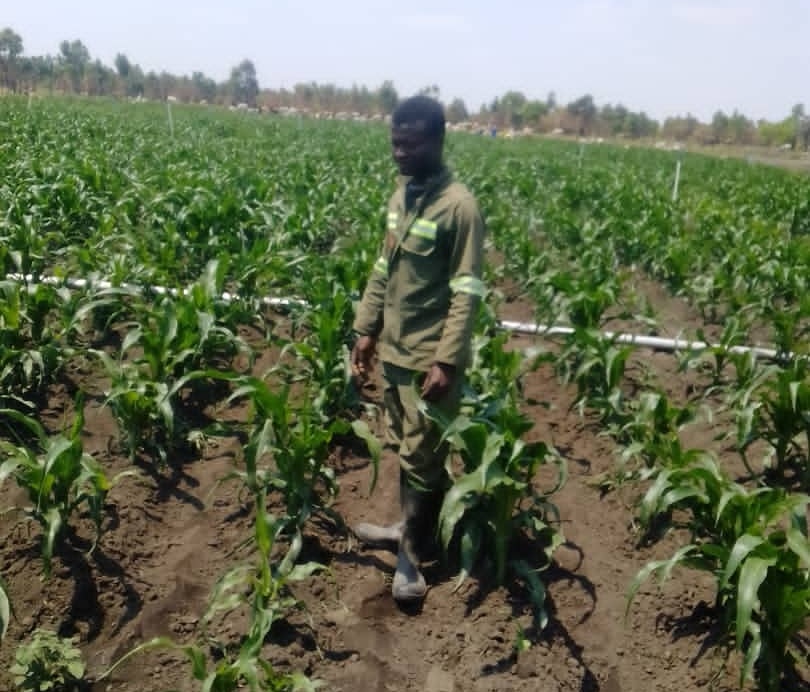 Chiredzi Scrivener tweet media