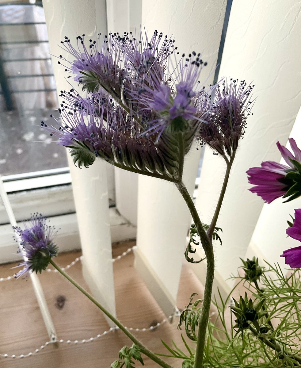 Does anyone have any idea what this fluffy mauve flower is please? I grew it from seed . It’s delightful. First real coldish morning, so thought I’d bring the last of the Cornflower, Cosmos and this, whatever this is,indoors. #AskTwitter #flowers #grownfromseed #rubbishwithlabels