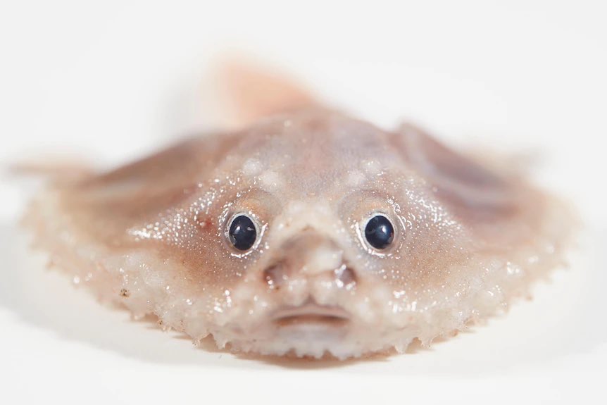 オーストラリアの深海探査でおじさんのようなキモ可愛い魚が見つかる 確かにこんな人見たような気がする Togetter