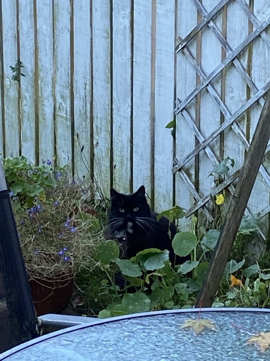 campervanwoman's tweet photo. Cat in position to terrorise my birds. #ThisIsNotMyCat #CatsOfTwitter https://t.co/4ZDSpyf4Hi