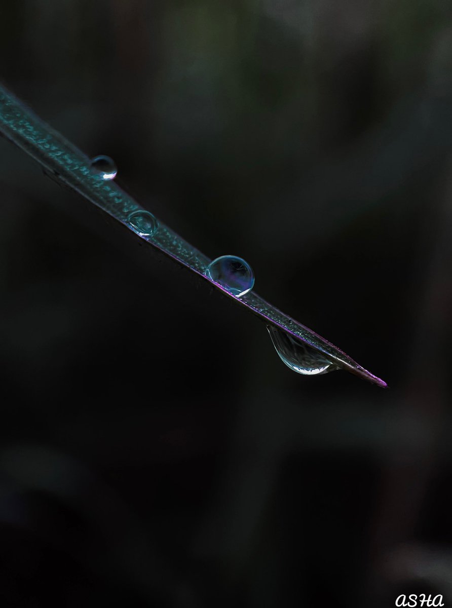 ash_sepuri's tweet photo. Dew drops on a winter morning
:
:
Check out this post on Pindle
:
:
https://t.co/WSdSRuuDxP
:
:
@Pindle_India #pindle #pindleindia #dewdrops #winter #wintermorning #shotoniphone #macrophotography https://t.co/hwAYXAln0b