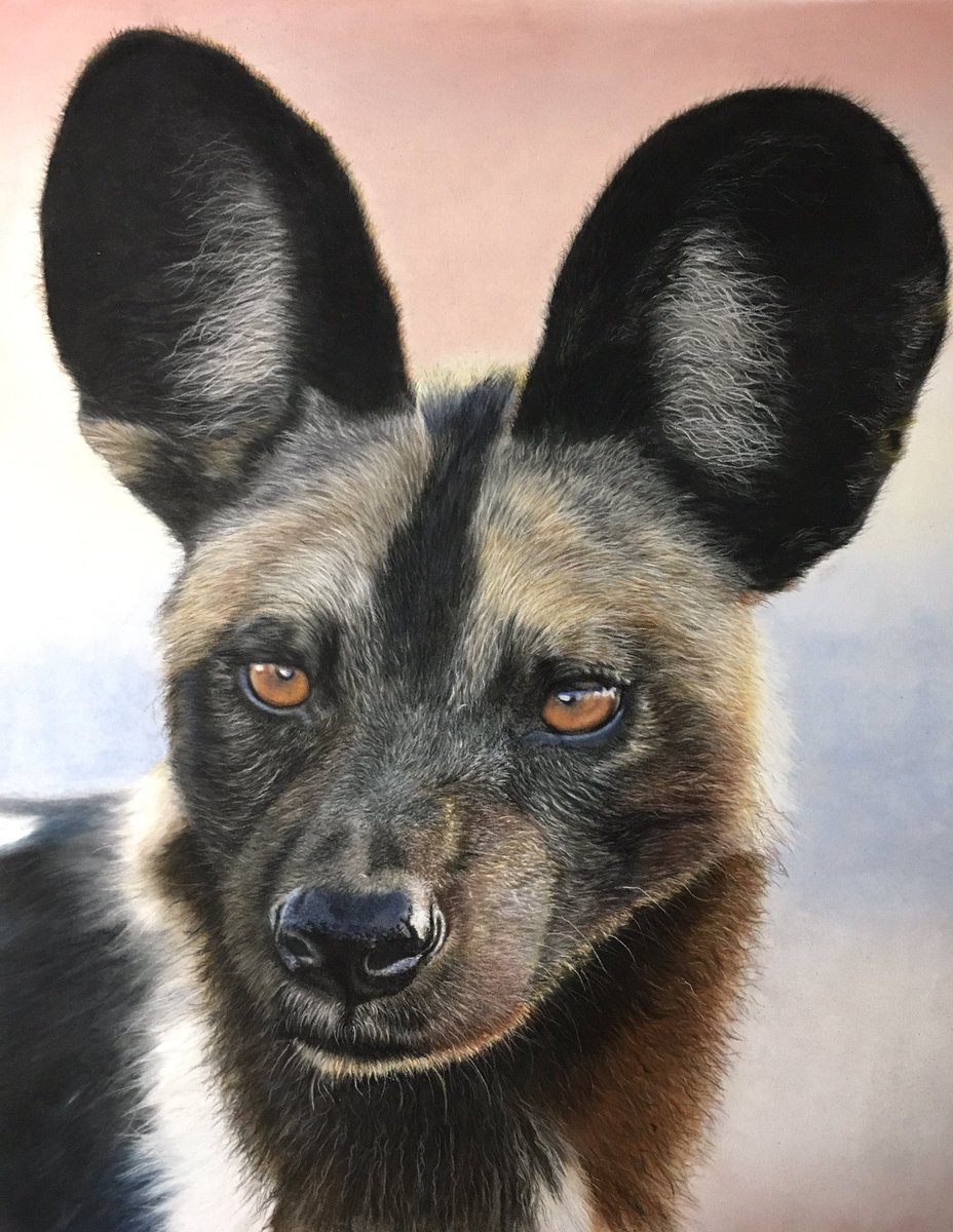 This boy is all done. I loved every minute of drawing this one. Fantastic ref photo from Leon Molenaar. What a diamond he is for letting me use it. I hope you guys like it as much as I do #wildearth #pastel #pasteldrawing #pastelart #art #realismart #wildlifeart #painteddog