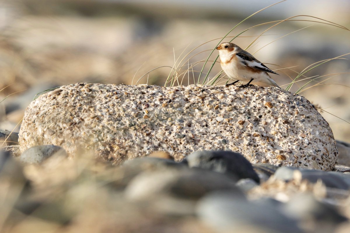 The Snow Bunting on the beach by Beacon Ponds, Kilnsea last month. @spurnbirdobs