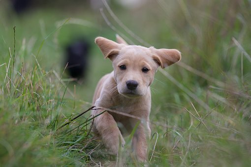LabradoresStore's tweet photo. ▷【 La importancia del calcio en nuestros perros y todas las consideraciones sobre su uso.】

#labradorgold #labradorretriever #animallover #labradores #labradors #labradormarron #labradoreschocolate #labrador #labradorpuppy #labradorlovely

Link: https://t.co/my30hxa26O https://t.co/qTIppqS3dA