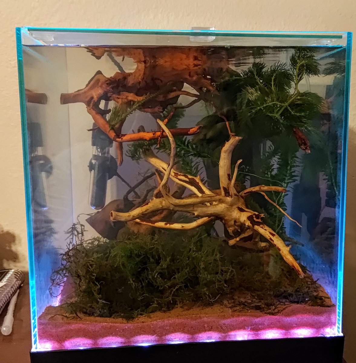 New Aquarium Setup!