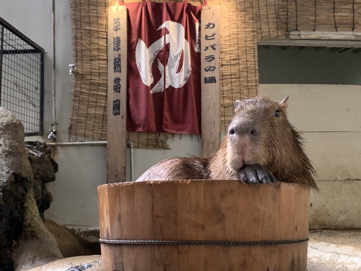 カピバラふれあいひろば中止のお知らせ‼️11月5日（土）に予定していた