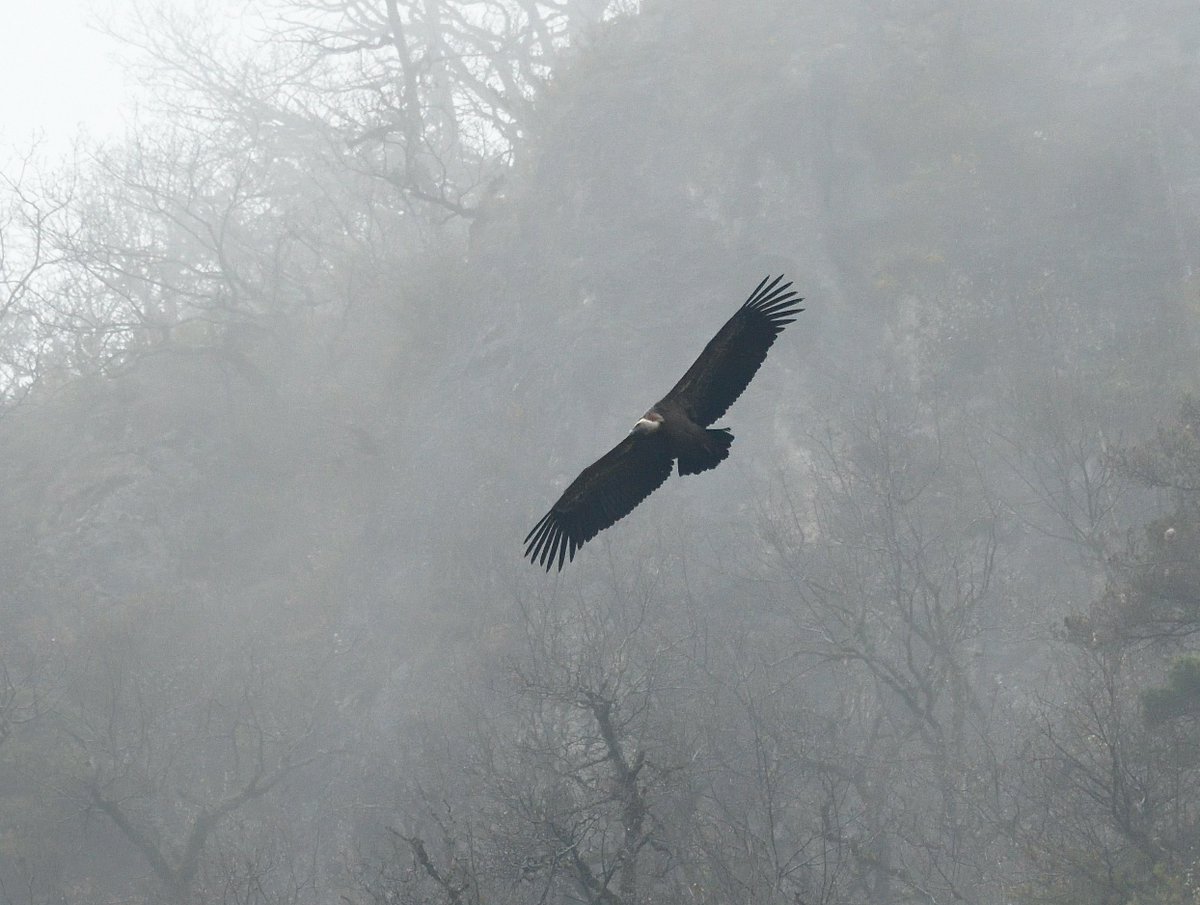 Chris Chalk | Wildlife Photographer 📷 tweet media