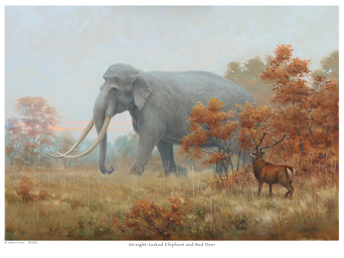 The straight-tusked elephant was a huge animal that ranged right across Europe until its extinction around 30,000 years ago. Straight-tusked elephant and red deer. Oil on canvas. Now available as a print! Have a great weekend! 

#wildlifeart #extinction #extinctanimals #paleoart