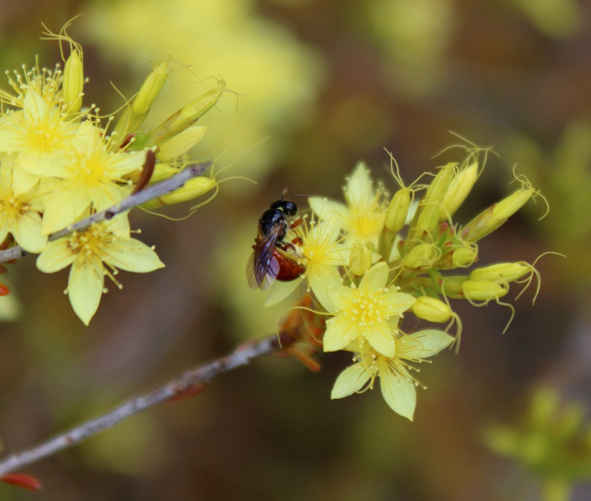 waspwench's tweet photo. A stunning Exoneura sp. enjoying an equally stunning Calytrix sp.
#calytrix #nativebee #reedbee #pollinator #nativepollinators #wildoz #buzz #bee #exoneura https://t.co/yULI5um1j4