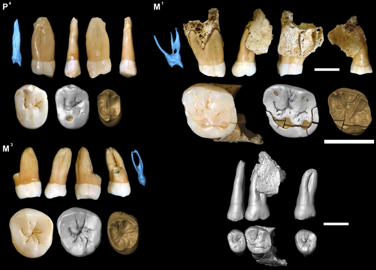 AsierGOlivencia's tweet photo. The human remains found in 1967 in Axlor are modern humans and not Neandertals.
https://t.co/7S1RFyKjo7
(@AmJBioAnth)
Blog entry by @jorios (in spanish):
https://t.co/d0RVHSbaYr
#FossilFriday #EHUpaper
@FATAPUERCA @ehuscientia @ehugeologia https://t.co/Zs6hpmyJME