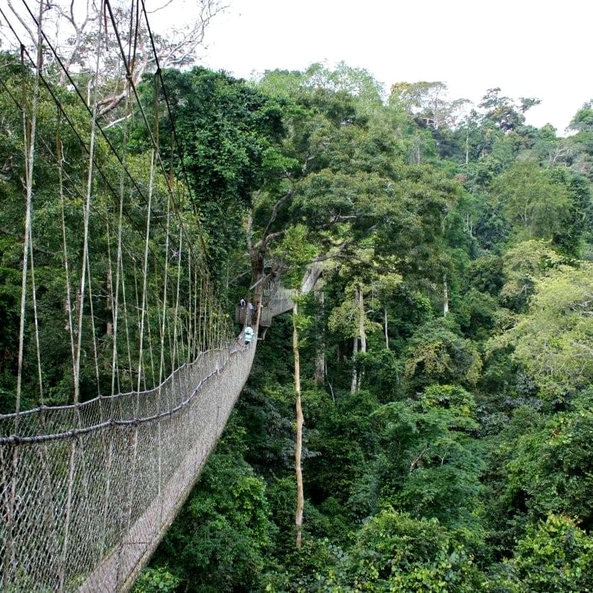 Studatour1's tweet photo. Kakum National Park in Ghana's Central Region is one of the most popular tourist , with breathtaking sights and sounds across its vast rainforest space. It is well-known for its stunning scenery and fascinating wildlife, and it has plenty to see and do. @Studatour1
#treasure https://t.co/yz3bqaAiCH