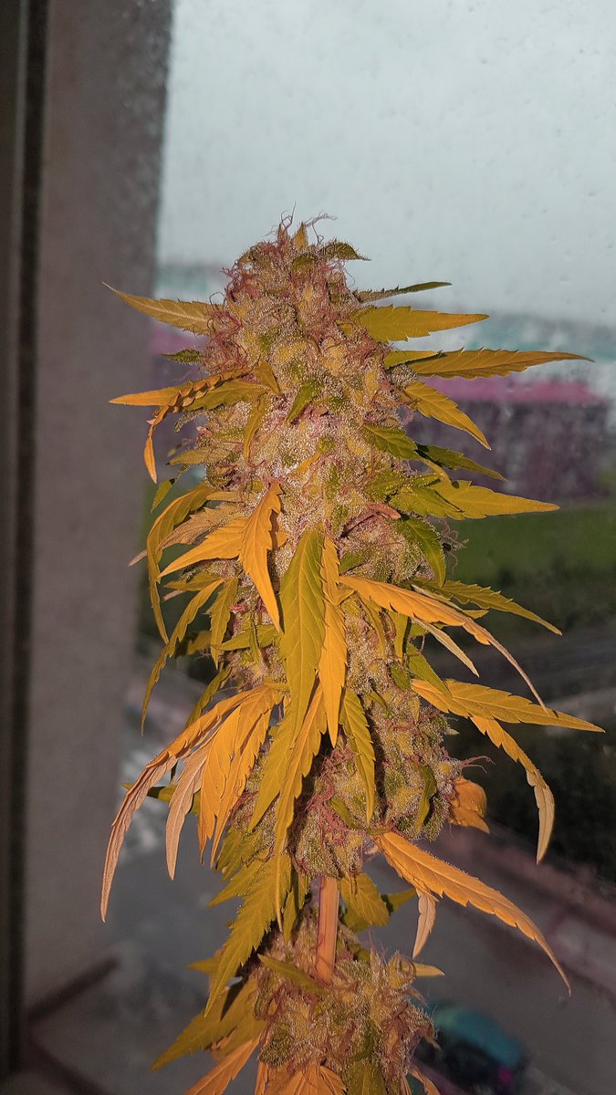 HempCropEs's tweet photo. Weed Viernes Verde Mar y magnífico fin de al que da paso con #BreakUpCake @Kannabia_Samen y #DosiDos @KannabiaSeeds by @AdrycManellson #Sust #BatMix @PlagronAruba by @DPlantasur tras una #VentanasDeCantabria a un Oeste lluvioso de #AdrycsCove,
La #HempCropCrew Os Deseamos.
Paz🤗. https://t.co/jwaYoTofZC