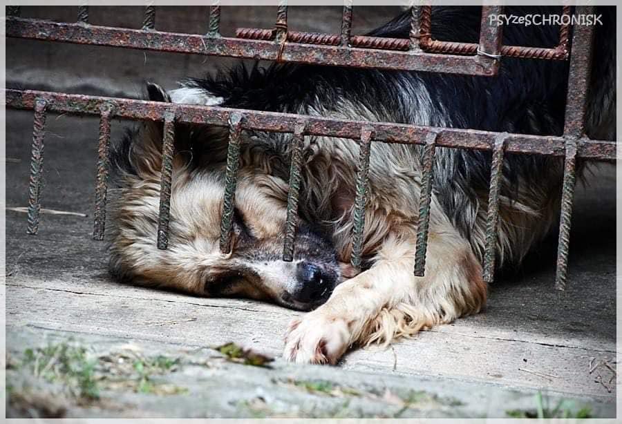 Proszę o Pilne RT🙏

"Dostałam chwilę temu prośbę o pomoc. Chrcynno się zamyka, zostało kilkanaście psów, obecnie są karmione co 2 dni.💔 
Ja już nic nie wezmę ale proszę Was o pomoc" - Basia Zarudzka, Przyjaciele Psiego Raju.
Telefon: Julia 509-796-504