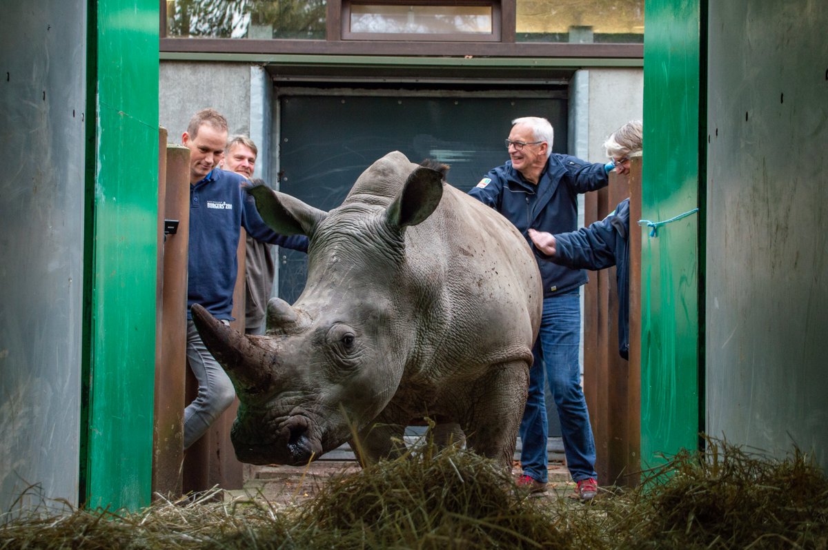 Donderdag 3 november zijn twee jonge breedlipneushoornmannetjes vanuit <a href="/burgerszoo/">Burgers' Zoo</a> op transport gegaan naar <a href="/WildlandsNL/">WILDLANDSEmmen</a>. Het transport is uitstekend verlopen en de dieren zijn goed aangekomen bij onze collega's. Nieuwsgierig? burgerszoo.nl/nieuws/2022/11…