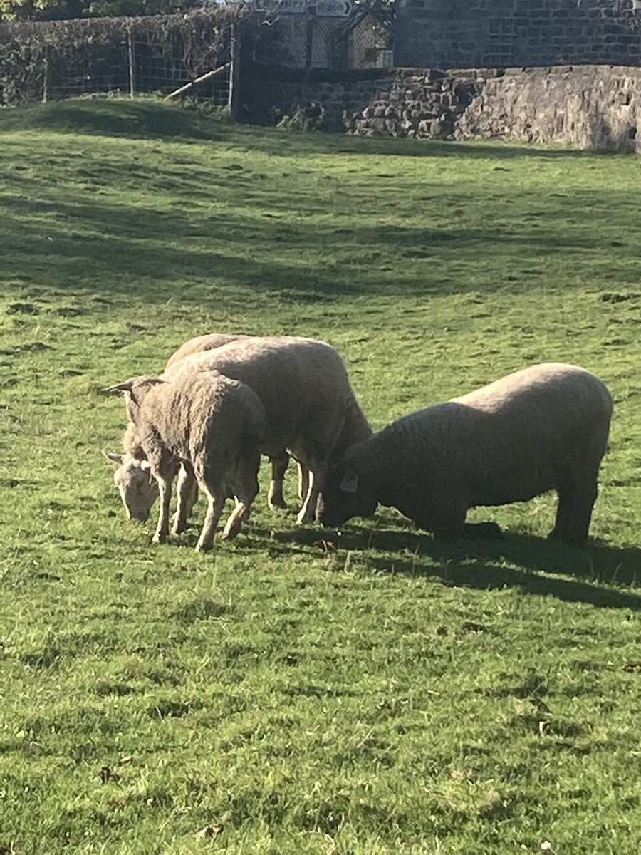 #CommsPets. Keeping them here while I muck out.