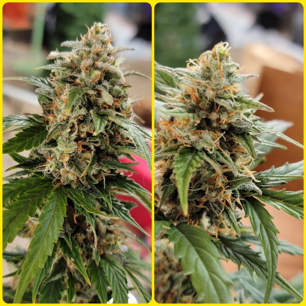 FatBoyFarms's tweet photo. Lemon Haze Auto (Left) / Pineapple Kush Auto from MSNL Seeds. These lovely ladies got the chop last night!

#CannabisCommunity #420community 
#weedlife https://t.co/RoFIZf9Qjb