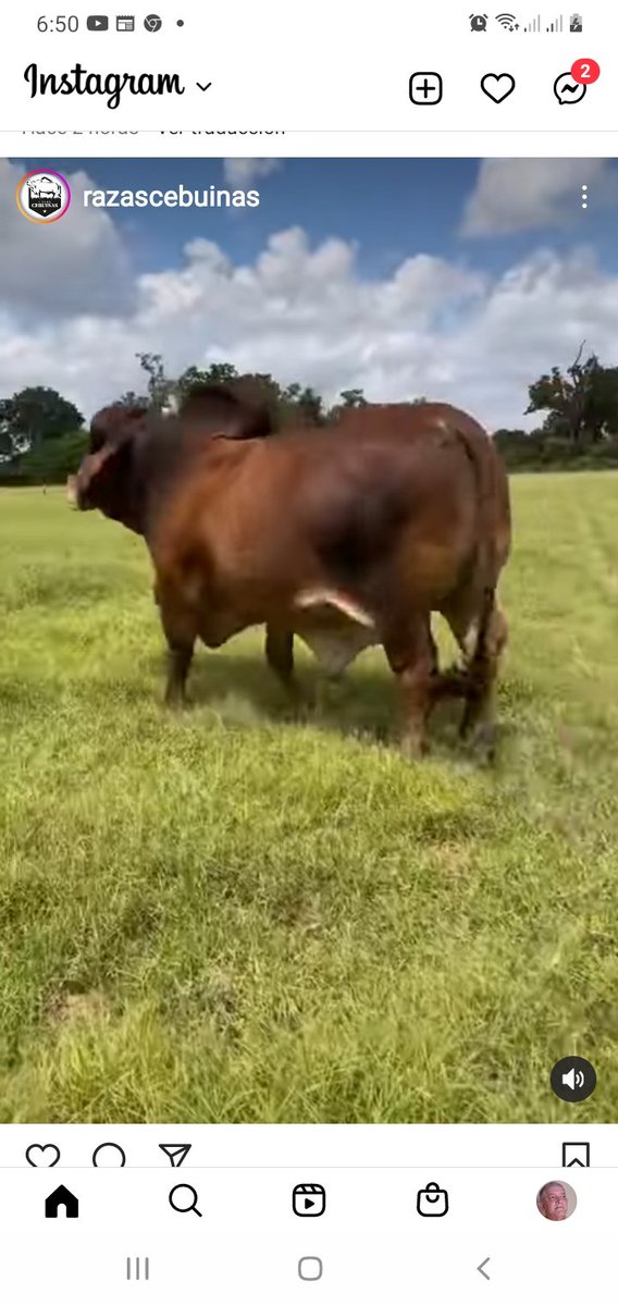 CarlosSOP02's tweet photo. Con 30 años d abandono del campo,la investigación y el acecho x partes del gobierno, los ganaderos noc rinden y han demostrado a todo nivel estar dispuesto a dar la batalla x este gran País.
La agricultura ganadera  aporta proteínas a la dieta del venezolano. https://t.co/95CuywygAk