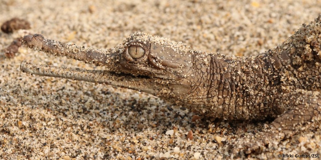 EDGEofExistence's tweet photo. Next in #15FootstepsForward is an exciting discovery for the Critically Endangered gharial.
In 2019 EDGE Fellow Ashish Bashyal and his team discovered two new breeding groups within Bardiya National Park in Nepal!
Head to our Facebook page to learn more https://t.co/4ADT1ziyXm https://t.co/uqolj1j2l1