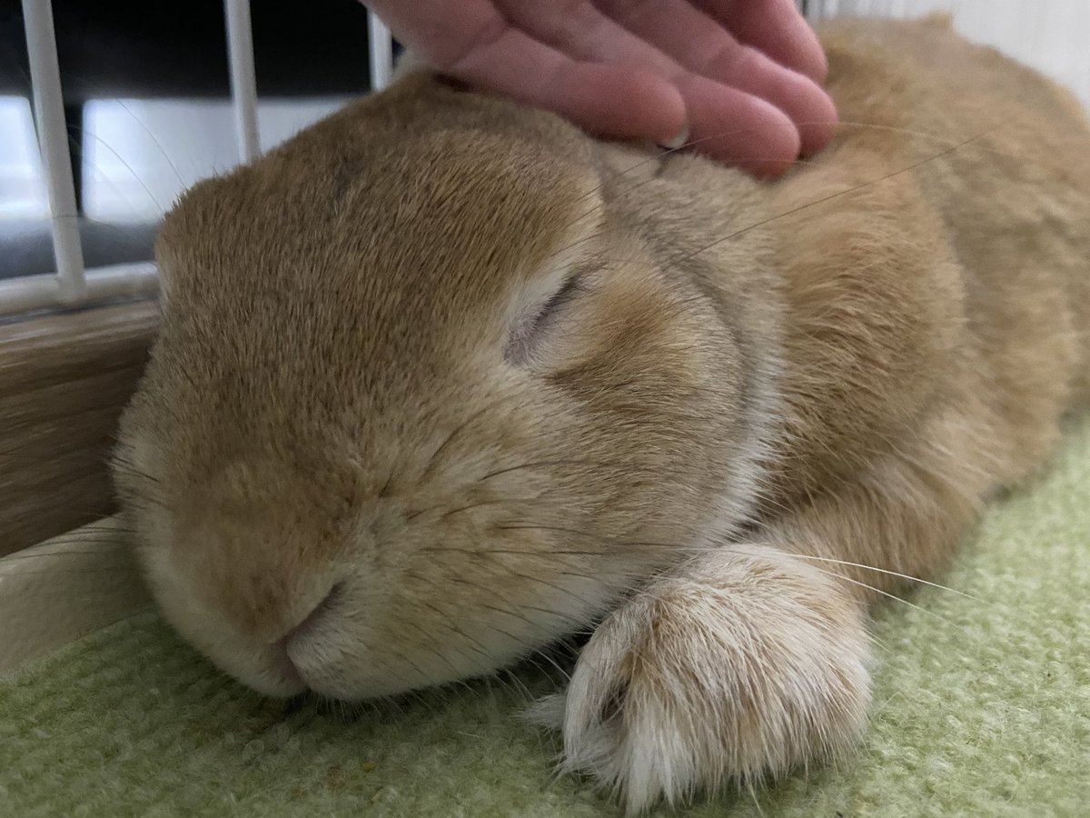 撫でていたら 溶けた🎵
はづき🐰大好きだよ❤️☺️

#今日のうさぎ
#うさぎ好きさんと繋がりたい