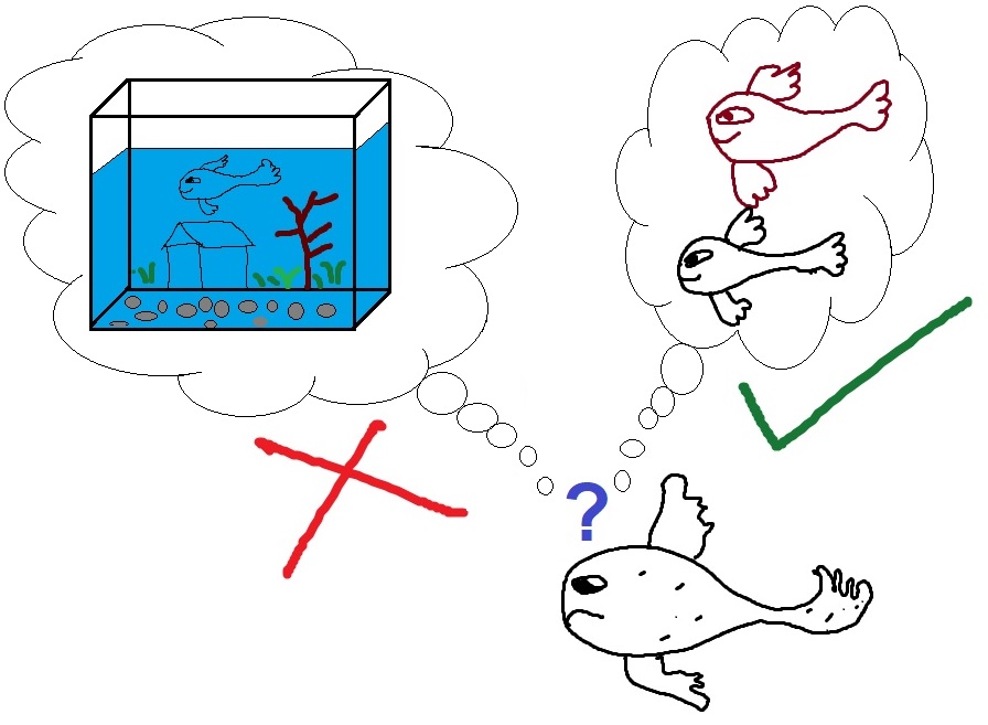 damanz1984's tweet photo. Even a diseased fish with no memory of places, home, path, environment, etc., can remember old friends.
This we observed in our recent study, where zebrafish with chronic epilepsy showed loss of spatial memory but retained social novelty recognition. 
https://t.co/Uf35hEebAR https://t.co/9ydgtOF1rY