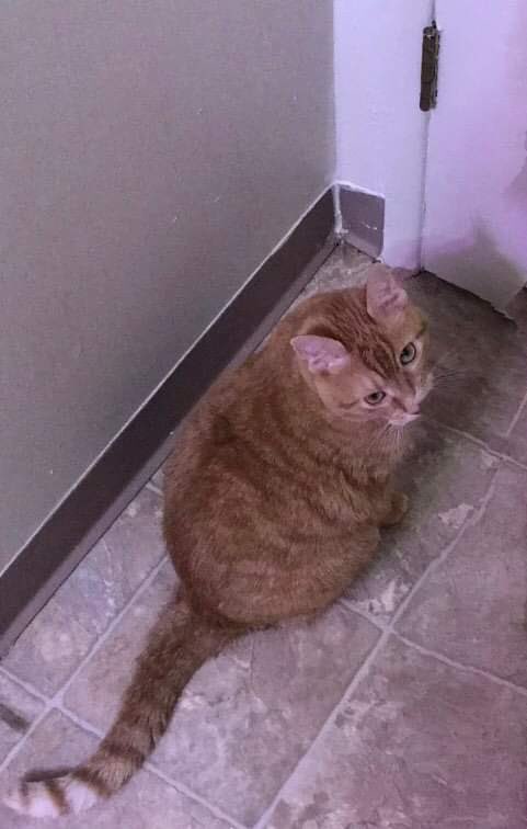 coldstone4815's tweet photo. Obligatory cat pictures. Not sure what’s up with Benny’s face in the first one. She isn’t deformed, I promise, just really strange. https://t.co/HiwqoLkjog