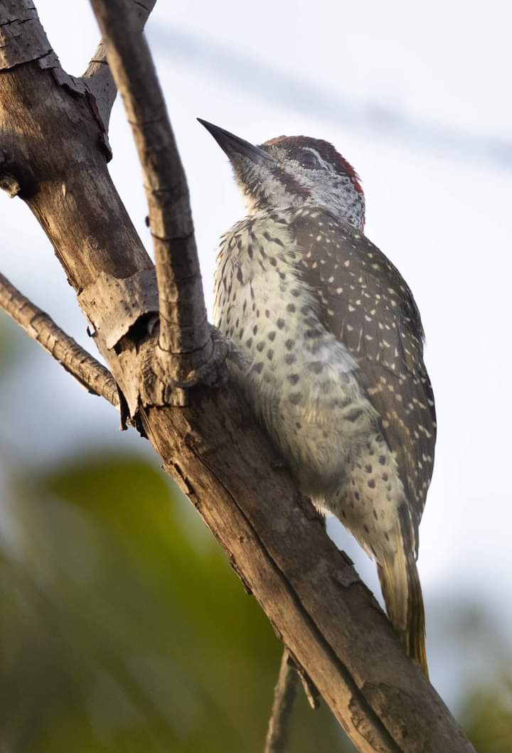 Golden Tailed woodpecker One of the rare woodpecker found in The Gambia 
#birdphotography #birdwatching #BirdTwitter #TwitterNaturePhotography #Twitternaturecommunity #birding #tour #woodpecker #tourism #The Gambia 🇬🇲