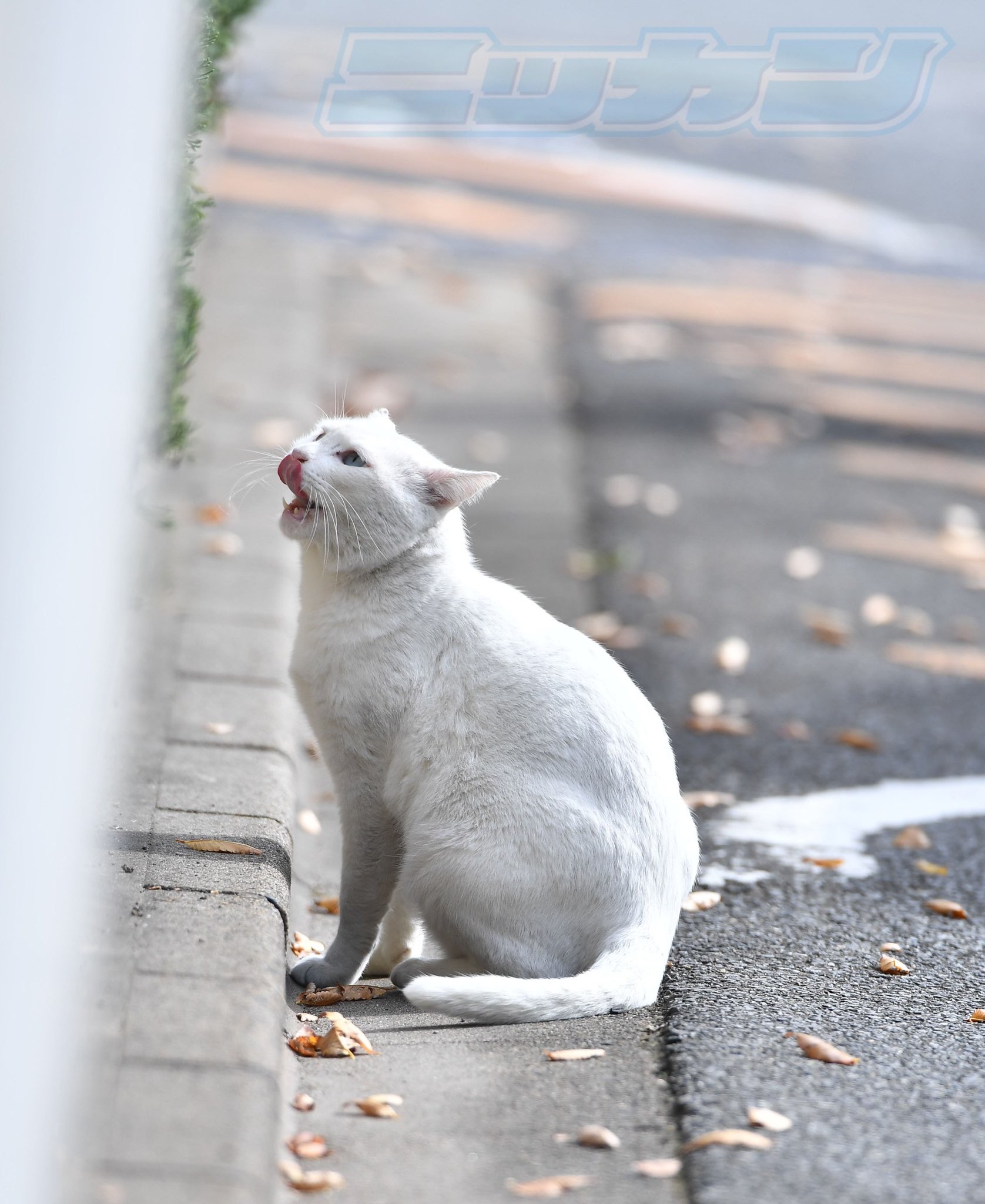 日刊スポーツ ソフトバンク担当 宮崎キャンプから遠く離れたpaypayドーム この日は猫 が数匹現れました その中には 見覚えのある猫さんもいました 黒模様がある猫さんは 周東選手がヒーローインタビューしている時にドーム内に現れた猫にそっくりで