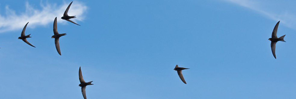 Sam_Tarrant's tweet photo. Enhancing urban nature - how RSPB business partnerships are helping to deliver sustainable towns and cities https://t.co/74xgjqppel https://t.co/iSTvG9T1jZ