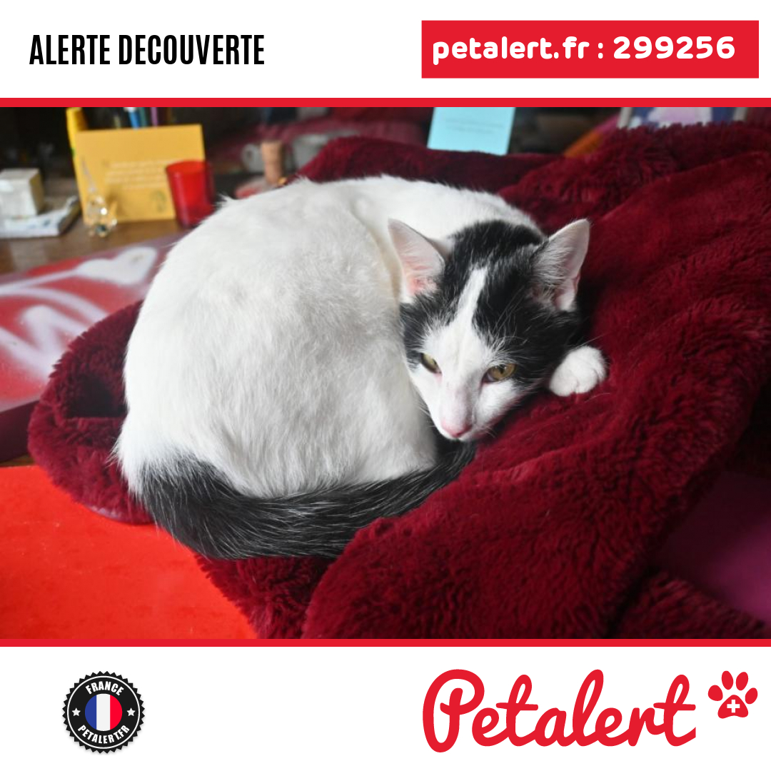 petalert_france's tweet photo. Trouvé #Chat #LoireAtlantique #Prefailles #Petalert #PetAlert44 / https://t.co/WwkE7XG4fm https://t.co/H42SRyoU9L