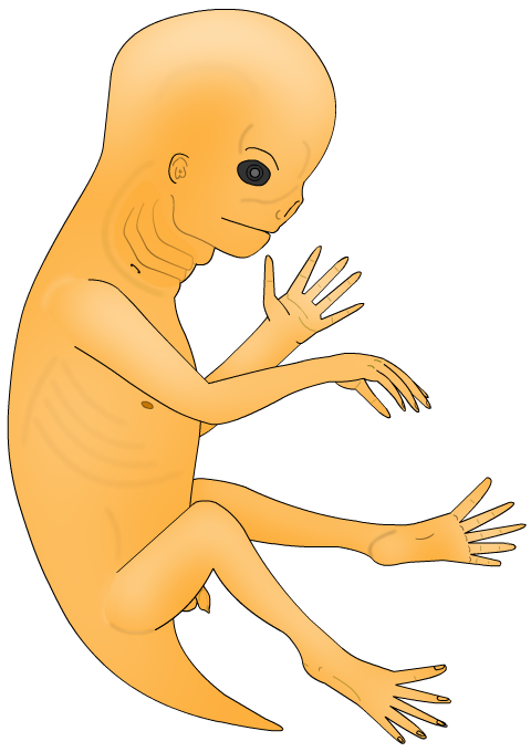 Darren Naish on Twitter: