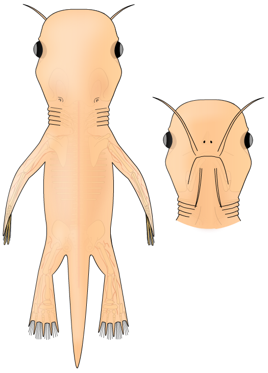 Darren Naish on Twitter: