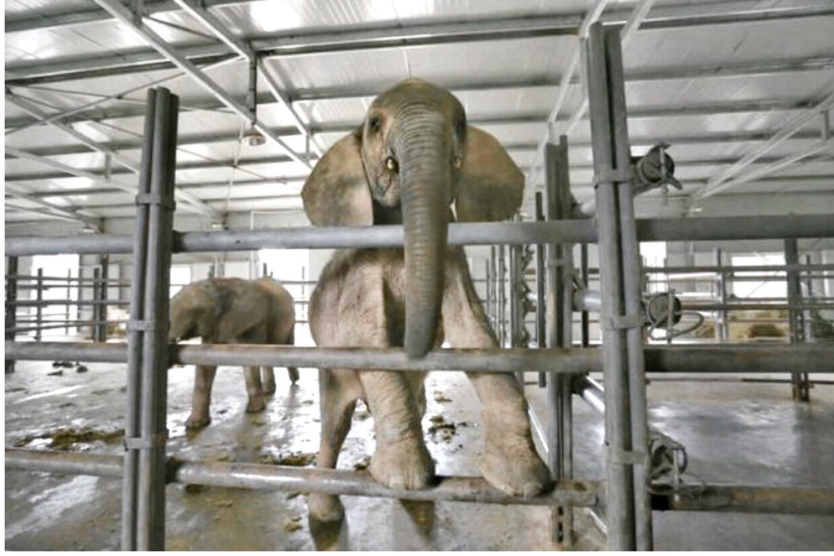 🐘👎 Shocking #EU backtrack: It supports export of #babyelephants out of Africa & opposes request of majority of elephant range states.
EU pls withdraw #CITES #CoP19 proposal re clarifying framework @TimmermansEU @VSinkevicius @prowildlife @mepsforwildlife @emsfoundationsa @BMUV