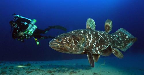 #MPADay (@mpassa1) on Twitter photo Meet the <a href="/iSimangalisoZA/">iSimangaliso</a> MPA, home to a number of amazing species including a thriving coelacanth population.
marineprotectedareas.org.za/isimangaliso-m…
#MPAs
#LetsTalkMPAs Meet the <a href="/iSimangalisoZA/">iSimangaliso</a> MPA, home to a number of amazing species including a thriving coelacanth population.
marineprotectedareas.org.za/isimangaliso-m…
#MPAs
#LetsTalkMPAs