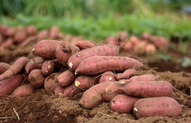 Zimpapers Agriculture Journal (@zimpapersaj) on Twitter photo Climate change is indeed a real reality and there is a strong need to mainstream production of highly adaptable crops. Full story on👇 agriculturejournal.co.zw/2022/10/29/mov…
<a href="/KutsagaResearch/">Kutsaga Research</a> <a href="/MoLAFWRD_Zim/">MinofLands,Agric,Fisheries,Water&Rural Development</a> <a href="/basera_john/">John Basera</a> <a href="/WendyMadzura/">Wendy Matashu Madzura</a> Climate change is indeed a real reality and there is a strong need to mainstream production of highly adaptable crops. Full story on👇 agriculturejournal.co.zw/2022/10/29/mov…
<a href="/KutsagaResearch/">Kutsaga Research</a> <a href="/MoLAFWRD_Zim/">MinofLands,Agric,Fisheries,Water&Rural Development</a> <a href="/basera_john/">John Basera</a> <a href="/WendyMadzura/">Wendy Matashu Madzura</a>