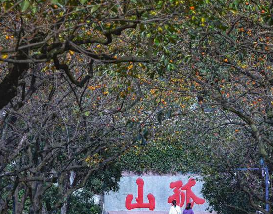 19thAGofficial's tweet photo. Persimmon trees in Zhongshan Park on Gushan Road have turned red and become a internet celebrity site among netizens.
Visitors can admire these trees until all the leaves fall in November.
#PersimmonTree #Park #Scenery
#Hangzhou #AsianGames https://t.co/1QkugKiata