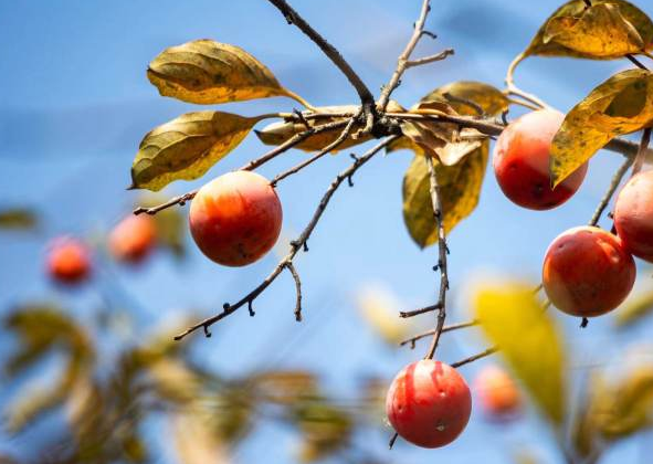 19thAGofficial's tweet photo. Persimmon trees in Zhongshan Park on Gushan Road have turned red and become a internet celebrity site among netizens.
Visitors can admire these trees until all the leaves fall in November.
#PersimmonTree #Park #Scenery
#Hangzhou #AsianGames https://t.co/1QkugKiata