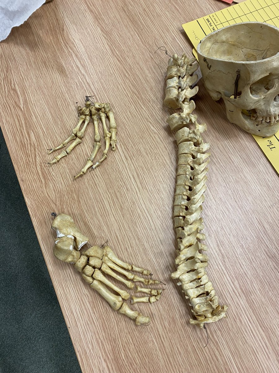 Today we’re delivering our AHP Career Insight Day @RWT_NHS. First session we had a great insight into Radiology. Students got hands on with real human bones along with finding out more information on the role and career routes in.