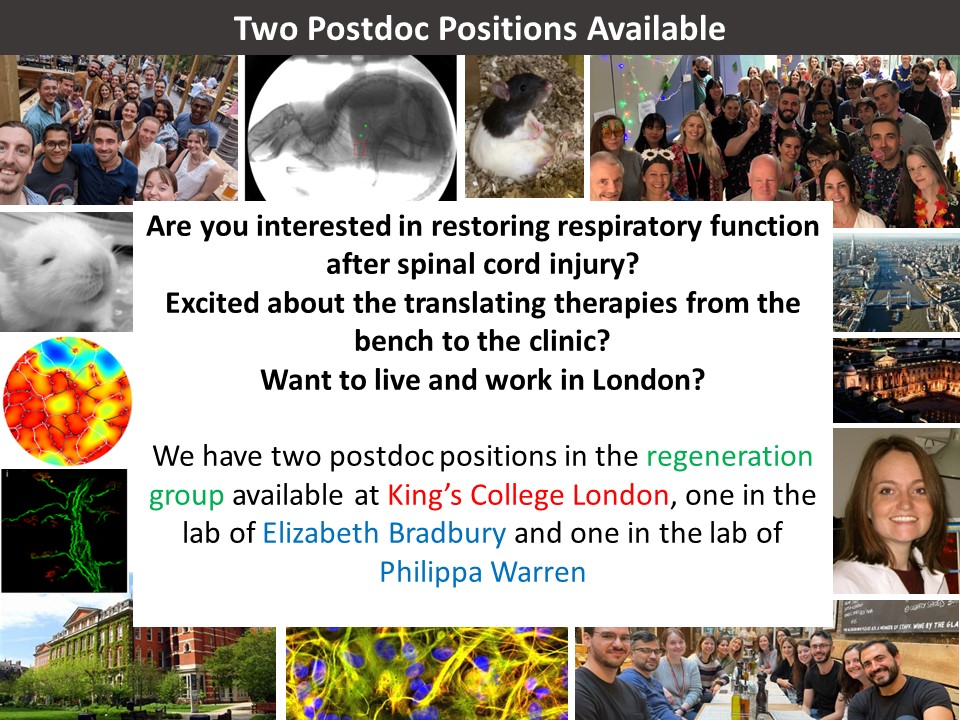 Warren lab (@drwarrenlab) on Twitter photo Two #postdocposition available focusing on #spinalcordinjury and #regeneration at the @WolfsonCARD <a href="/KingsIoPPN/">Institute of Psychiatry, Psychology & Neuroscience</a>, one in <a href="/DrWarrenLab/">Warren lab</a> one in <a href="/BradburyLab/">Bradbury Lab</a>
Apply before the 22nd of Nov: jobs.kcl.ac.uk/gb/en/job/0570…
jobs.kcl.ac.uk/gb/en/job/0569…
#postdocjobs #sciencejob Two #postdocposition available focusing on #spinalcordinjury and #regeneration at the @WolfsonCARD <a href="/KingsIoPPN/">Institute of Psychiatry, Psychology & Neuroscience</a>, one in <a href="/DrWarrenLab/">Warren lab</a> one in <a href="/BradburyLab/">Bradbury Lab</a>
Apply before the 22nd of Nov: jobs.kcl.ac.uk/gb/en/job/0570…
jobs.kcl.ac.uk/gb/en/job/0569…
#postdocjobs #sciencejob
