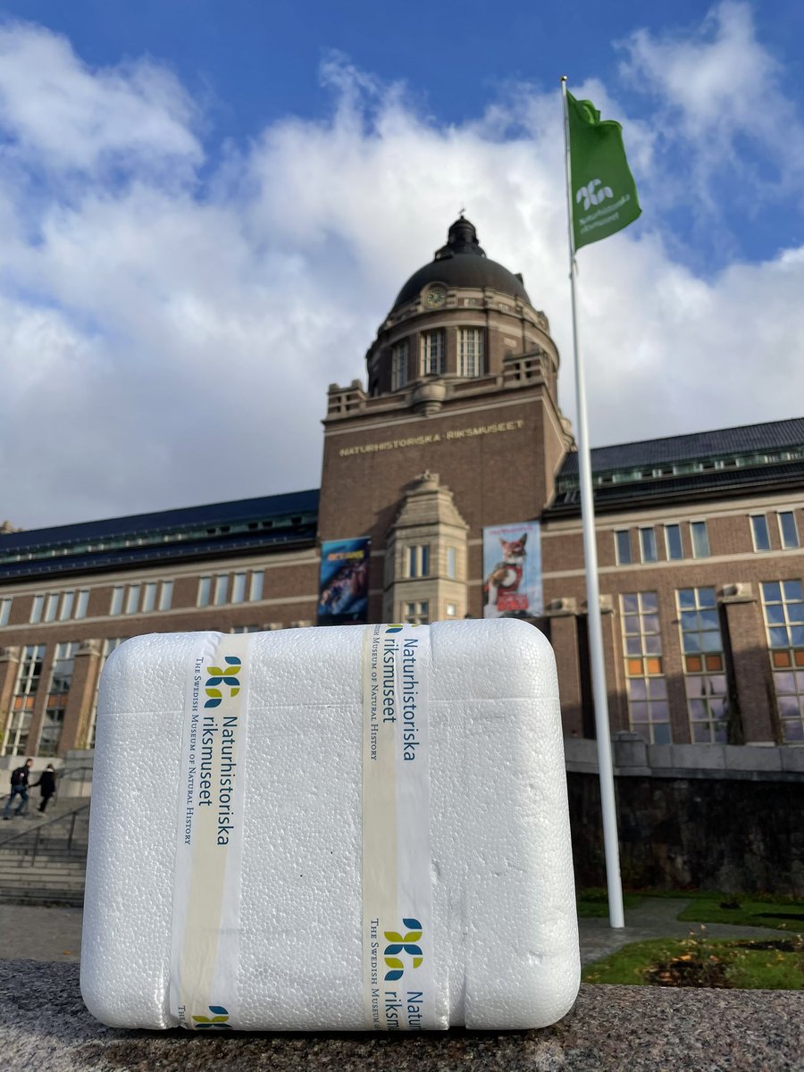 Today submitting <a href="/insectbiomatlas/">Insect Biome Atlas</a> libraries for NovaSeq sequencing at <a href="/ngisweden/">NGI Sweden</a>. Not one but TWO runs! Metabarcoding of 1380 insect community samples from Madagascar! Wouldn’t have happened without <a href="/mbc_madagascar/">Madagascar Biodiversity Center</a> and <a href="/symPiotr/">Piotr Łukasik</a>