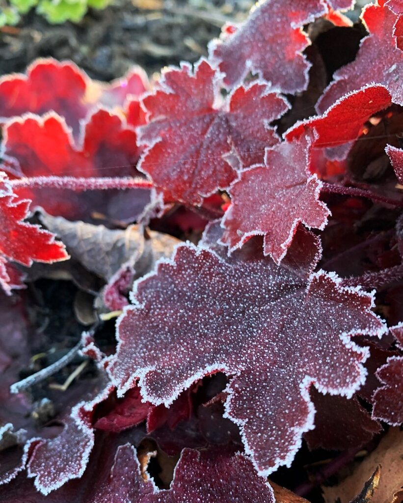 _howardjames's tweet photo. A touch of frost...
.
.
#frost #winter #nature #snow #ice #cold #frosty #naturephotography #winterwonderland #frozen #wintertime #naturelovers #winteriscoming #macro #photography #photooftheday #snowflakes #white #landscape #garden #coldweather #winterga… https://t.co/WpdP5ygggM https://t.co/yNYTiZAbY4