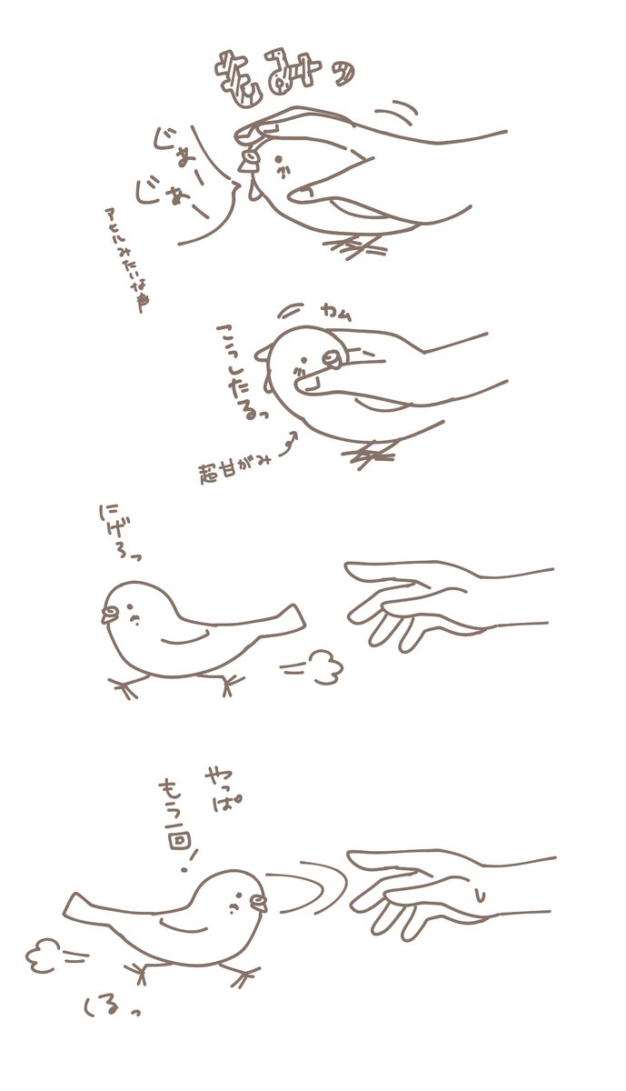 自分から手に飛び込んでくるから嫌がってはない様子
#セキセイインコ 