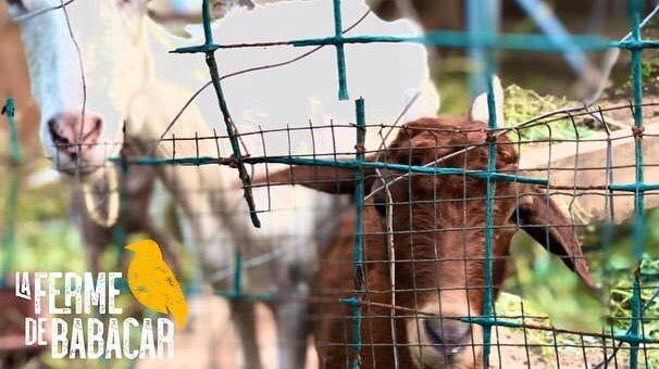 Ferme_Babacar's tweet photo. Lorsque nous nous sentons happés par le stress &amp; la pression de la société actuelle..., prenons le temps d'observer les animaux qui nous entourent 🙏🤍... 
Ils ont tant à nous apprendre... 🎼🎵"Don't worry.... be happy" 🎼🎶🌾🌸🌷
Belle &amp; douce journée à tous😌

#senegal #kebetu https://t.co/Fg1aGJLkpF
